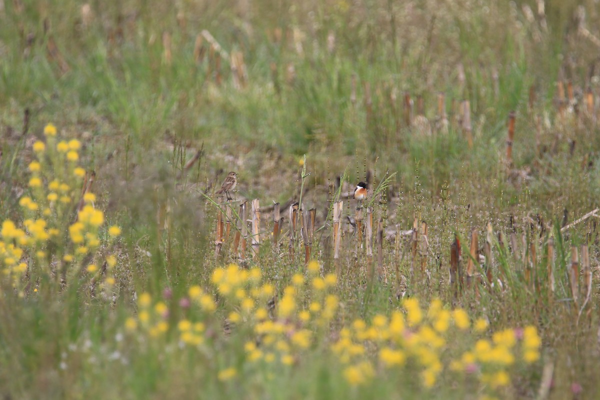 European Stonechat - Kuang-Ping Yu