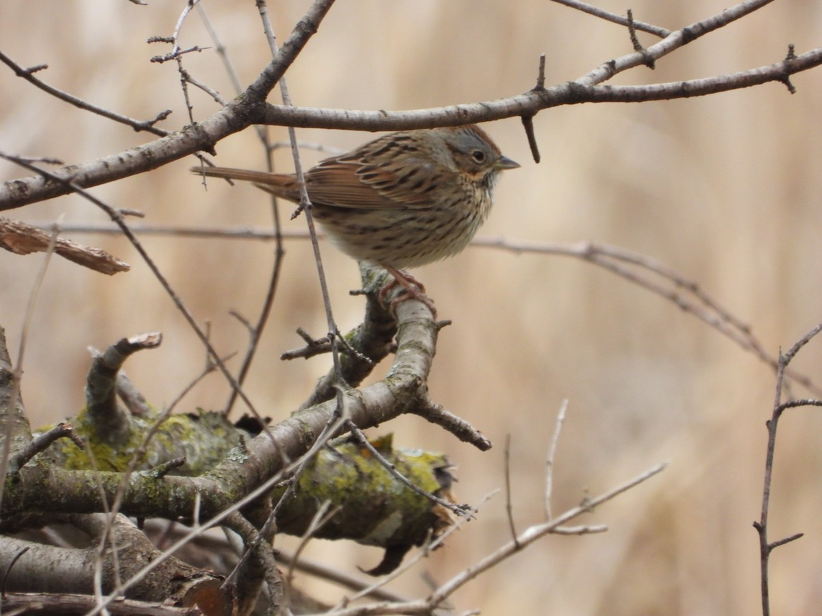 Lincoln's Sparrow - ML618081681