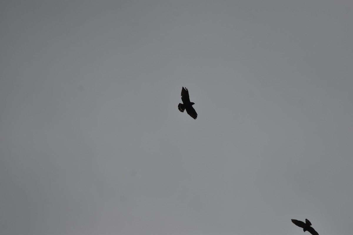 Broad-winged Hawk - Nancy Lance