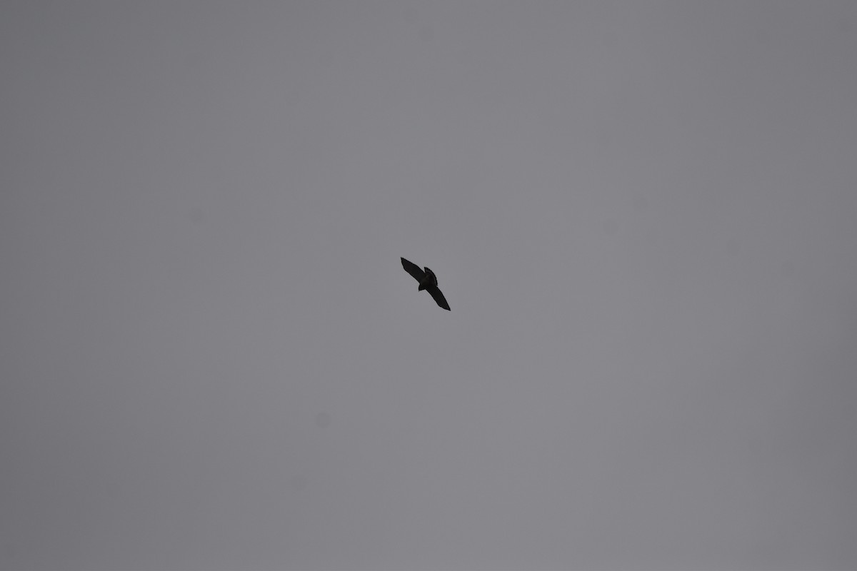 Broad-winged Hawk - Nancy Lance