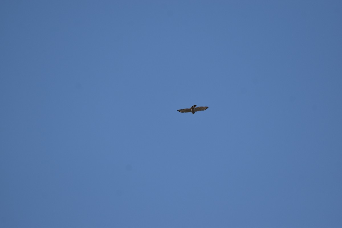 Broad-winged Hawk - Nancy Lance