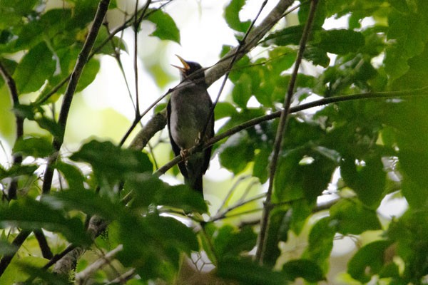 White-throated Thrush - ML618081700