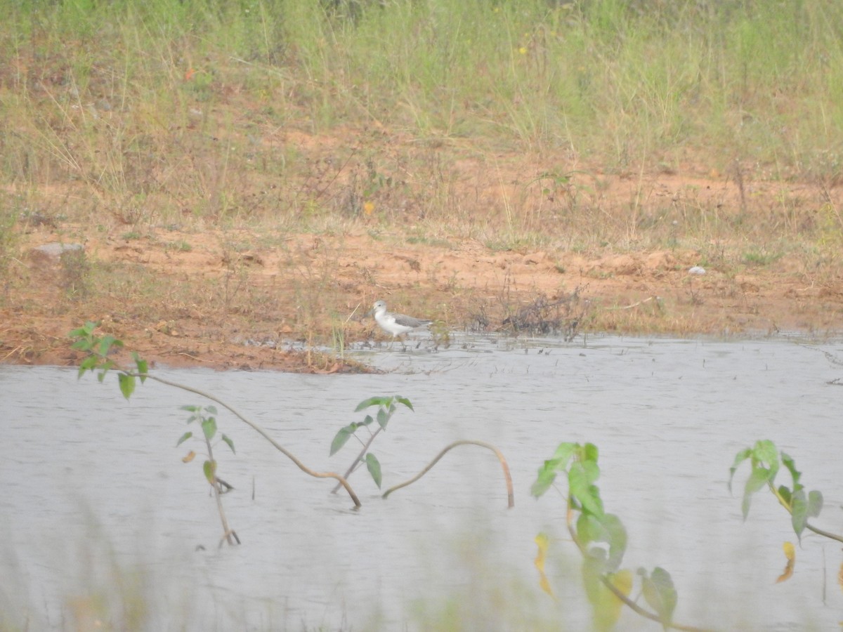 Common Greenshank - Jayendra Rakesh Yeka