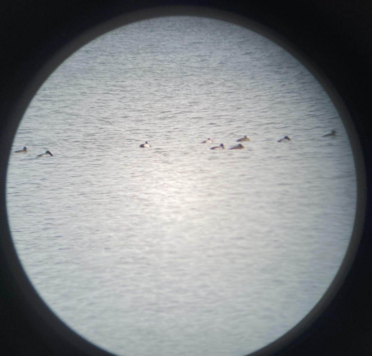 Lesser Scaup - Colby Merrill