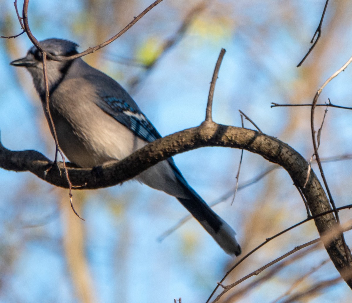 Blue Jay - Daniel Smith