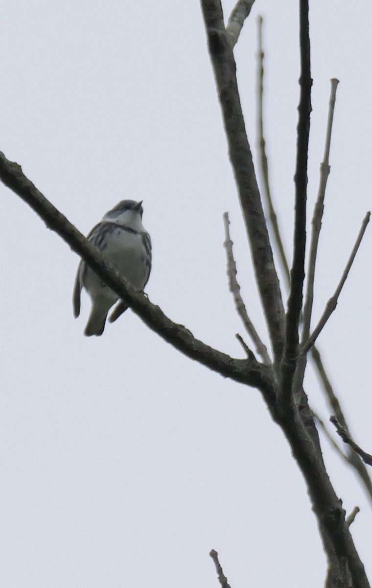 Cerulean Warbler - ML618081716