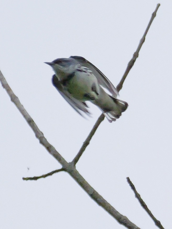 Cerulean Warbler - ML618081718