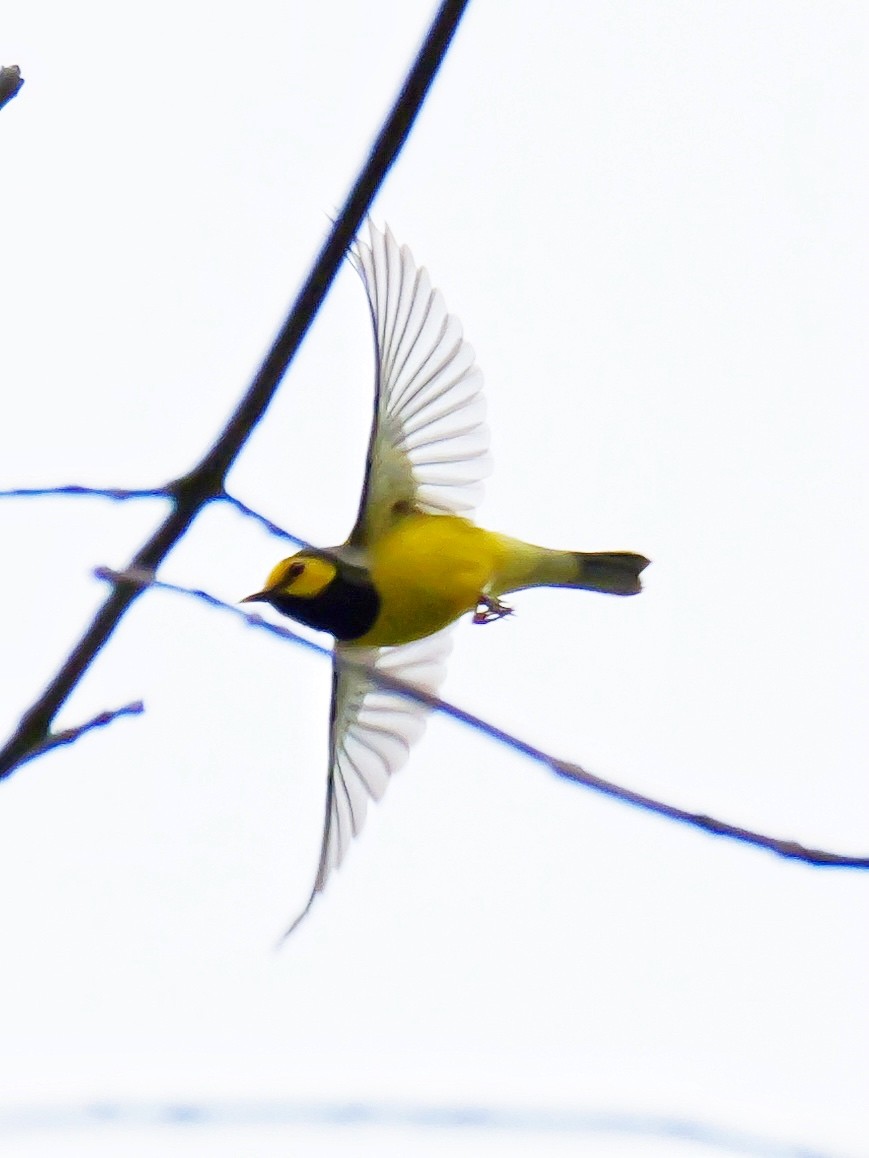 Hooded Warbler - Valerie Gebert