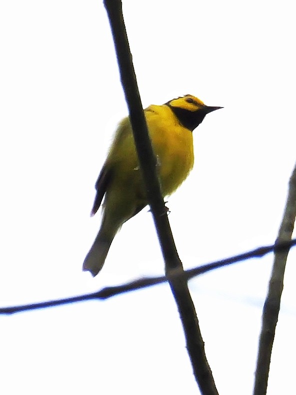 Hooded Warbler - Valerie Gebert