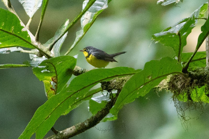 Canada Warbler - ML618081741