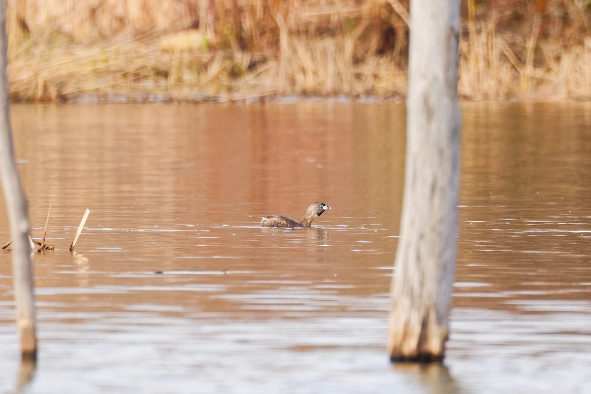 Pied-billed Grebe - ML618081752