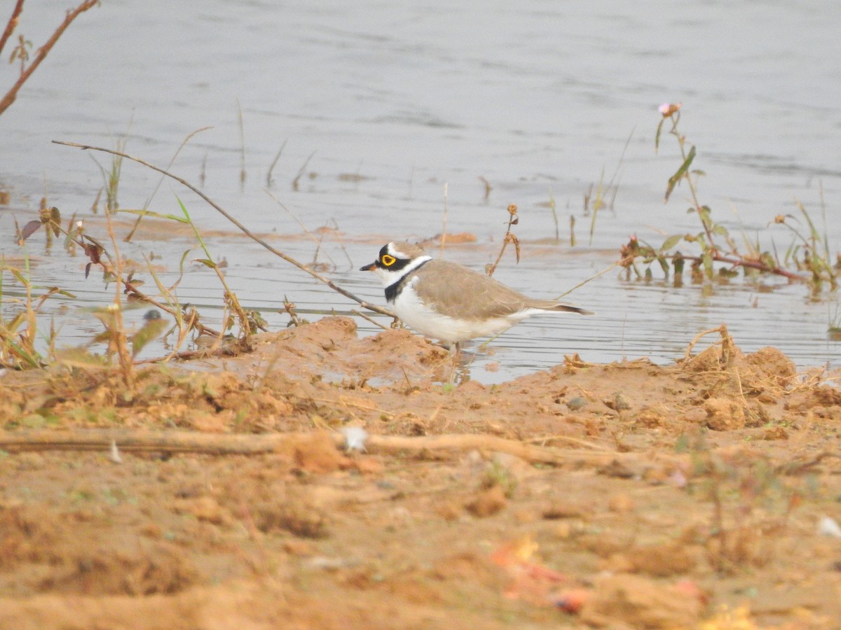 Little Ringed Plover - Jayendra Rakesh Yeka