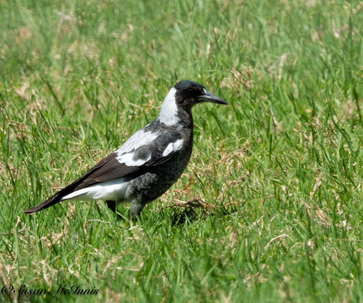 Australian Magpie - Susan Mac