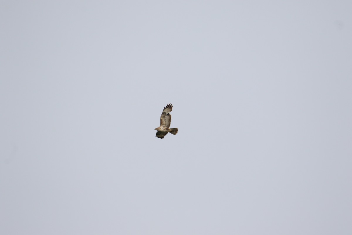 Common Buzzard - Kuang-Ping Yu