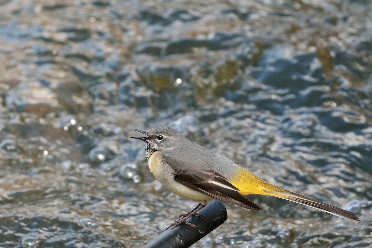 Gray Wagtail - ML618081802