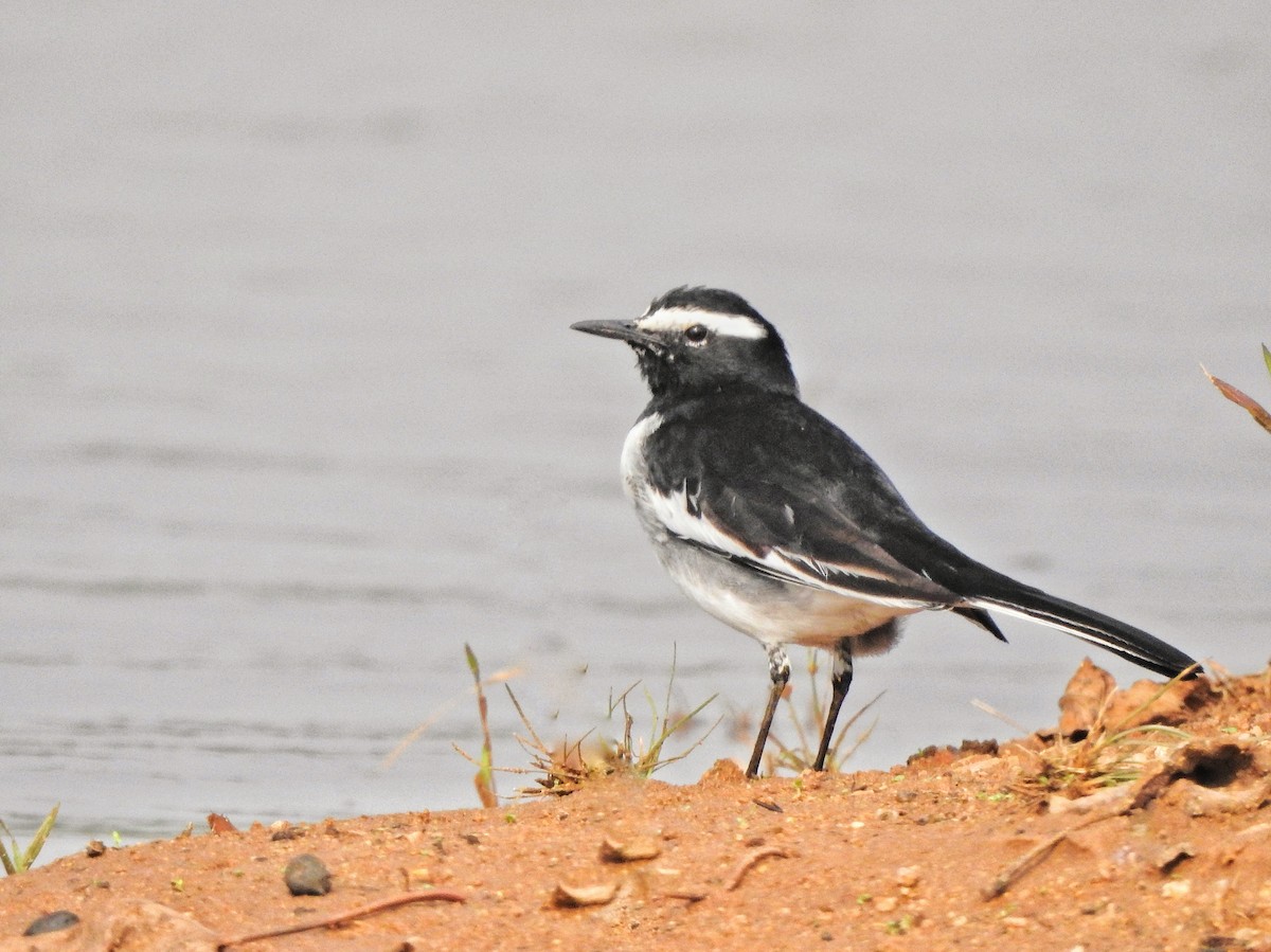 White-browed Wagtail - Jayendra Rakesh Yeka