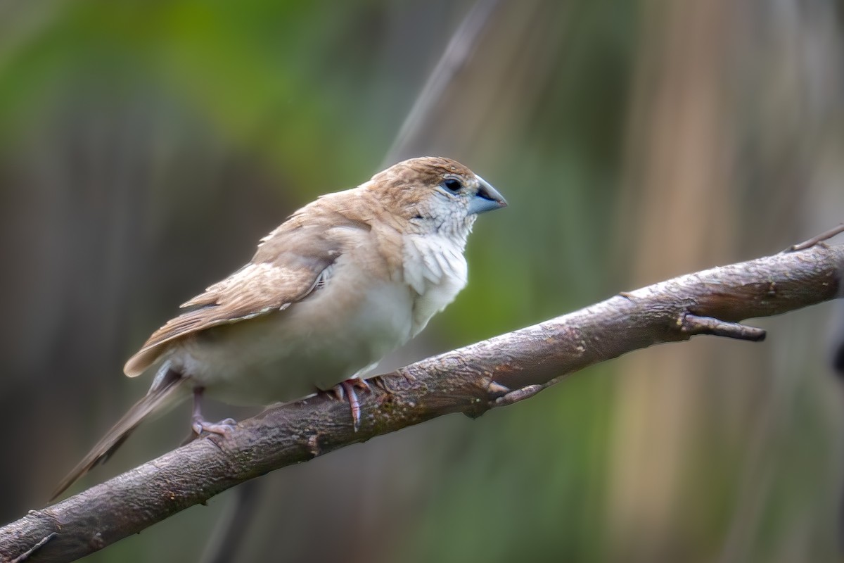 Indian Silverbill - ML618081808