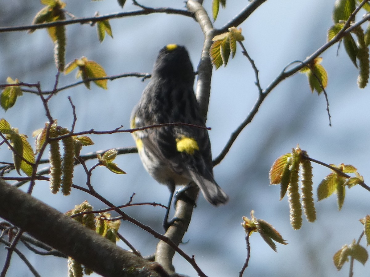 Yellow-rumped Warbler - Tom Wheatley