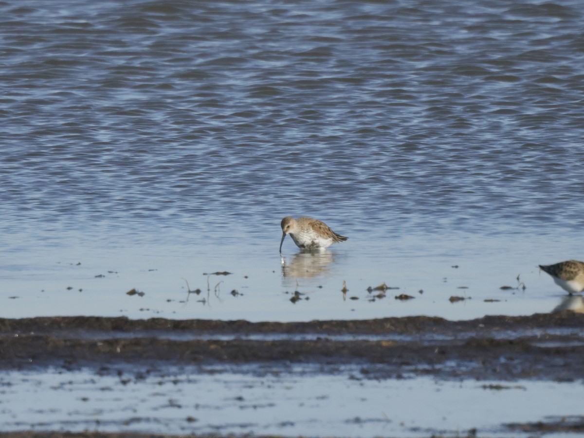 Dunlin - ML618081824