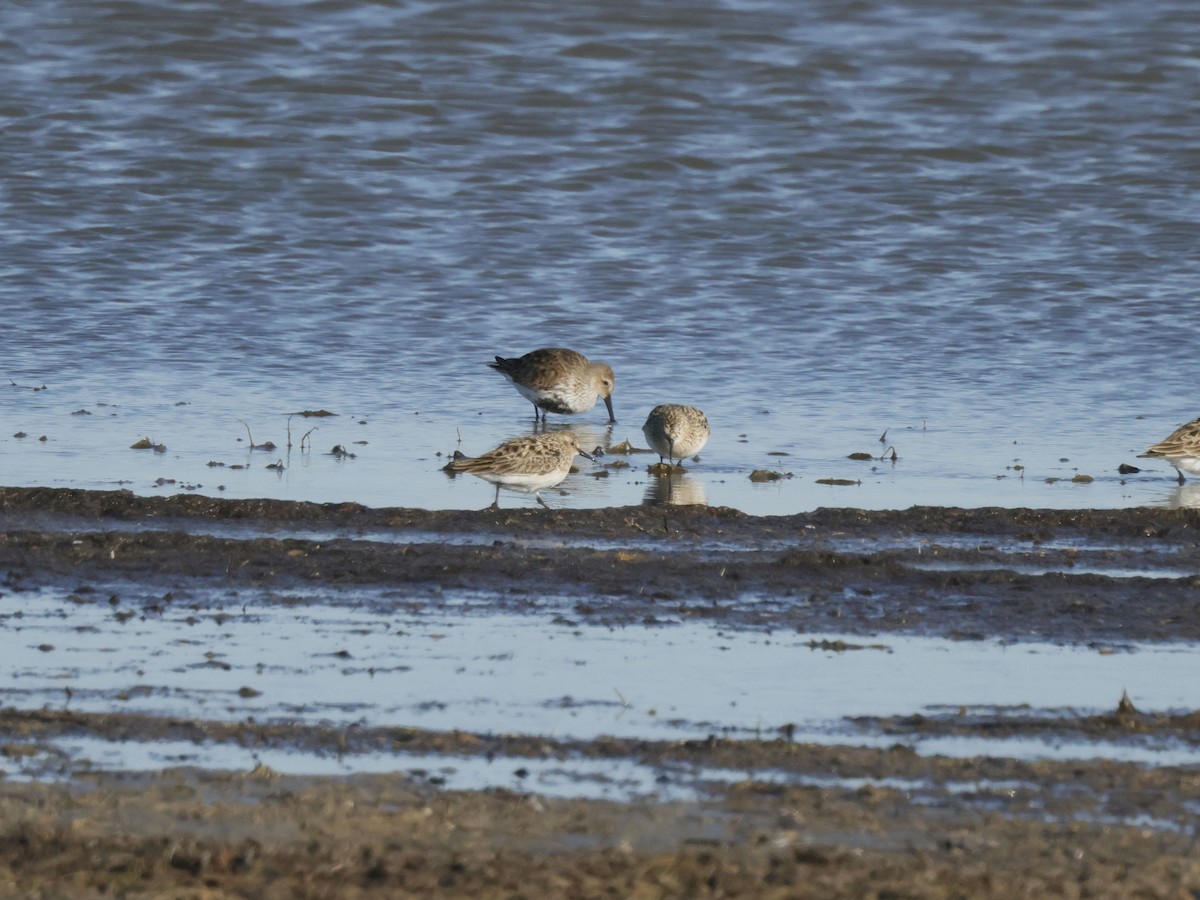 Dunlin - ML618081825