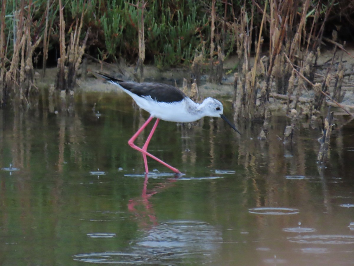 Black-winged Stilt - Francisco Javier Calvo lesmes