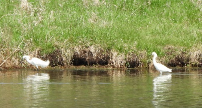 Snowy Egret - ML618081856