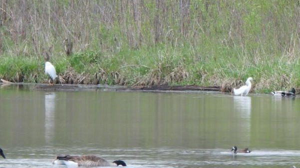 Snowy Egret - Justin Rink