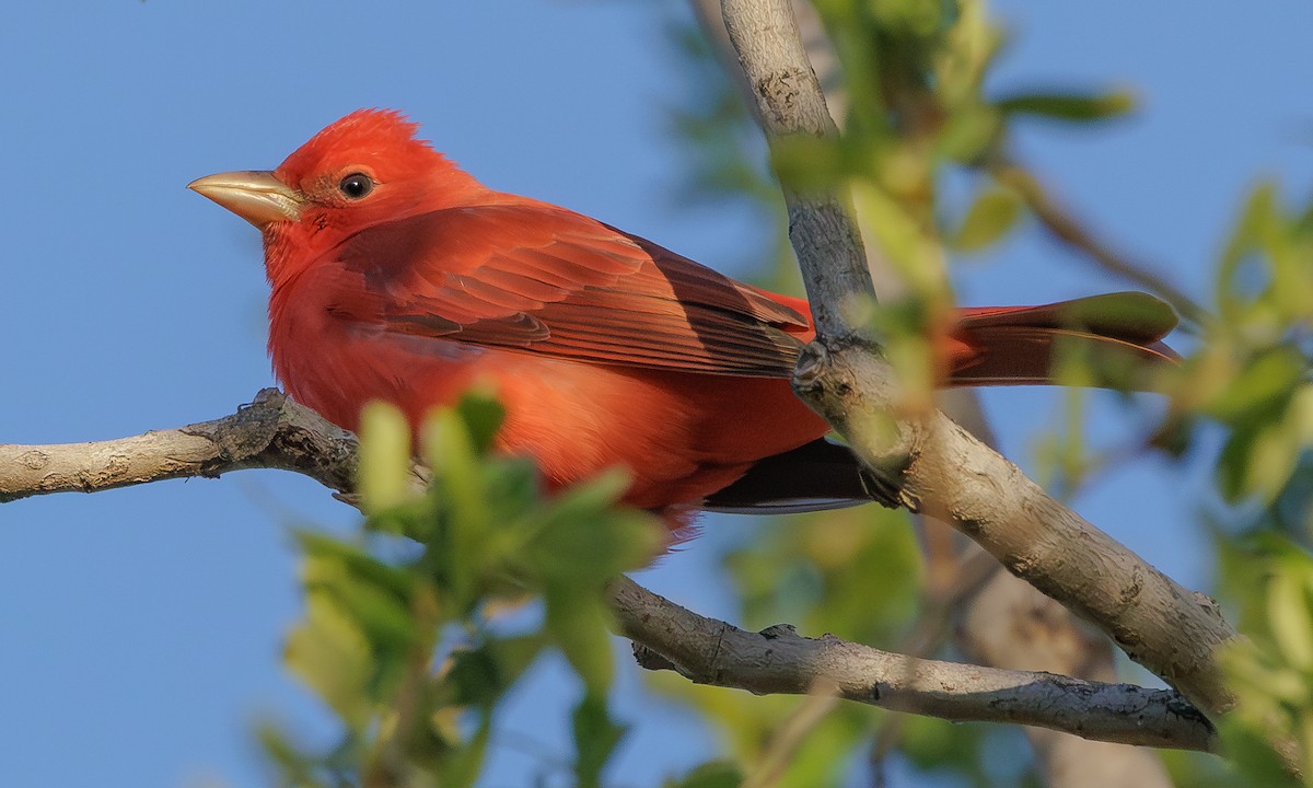 Summer Tanager - Steve Kelling