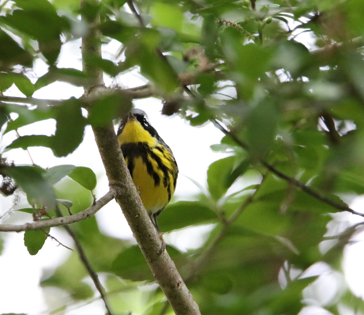 Magnolia Warbler - Jeff Sexton