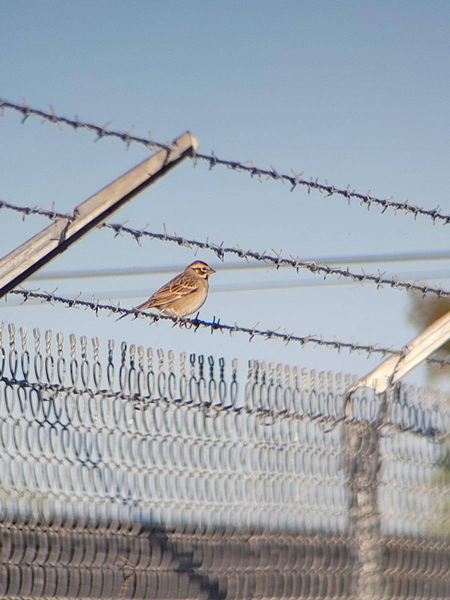 Lark Sparrow - Clayton  Rucker