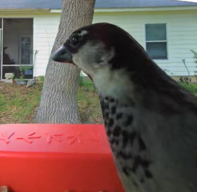 House Sparrow - JB Peterson