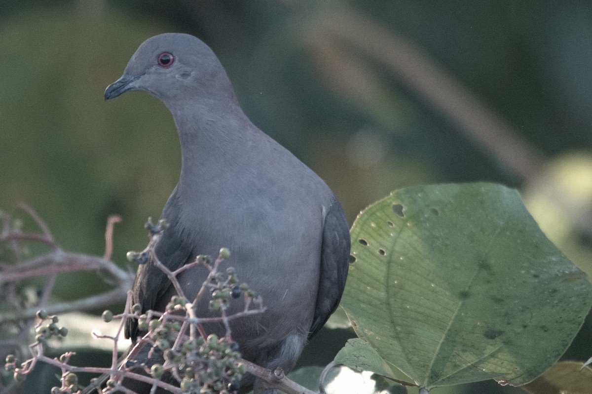 Pigeon à bec noir - ML618081892