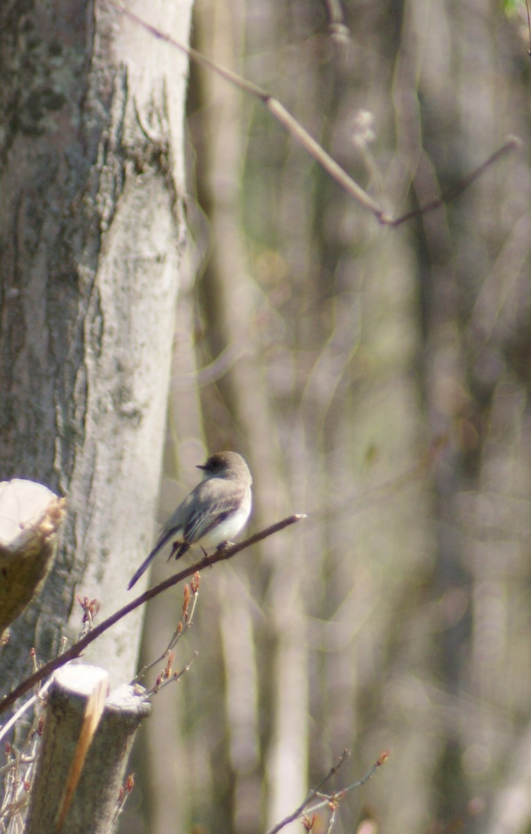 Eastern Phoebe - Ashley Clevenstine