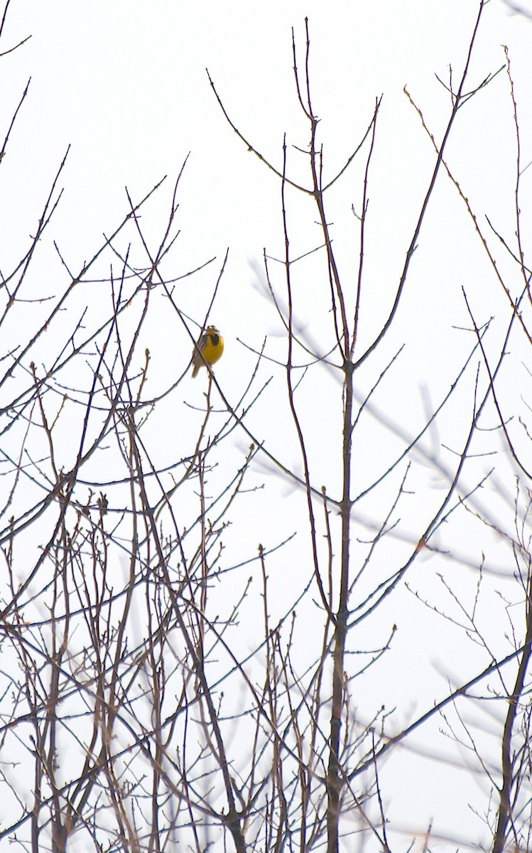 Eastern Meadowlark - Rick Beaudon