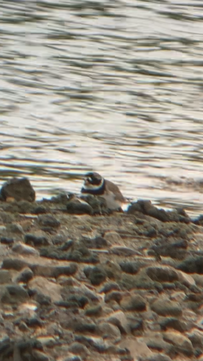 Common Ringed Plover - ML618081926