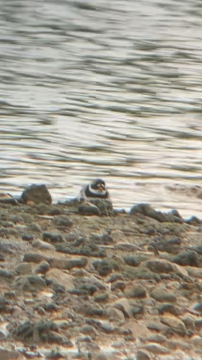 Common Ringed Plover - ML618081928