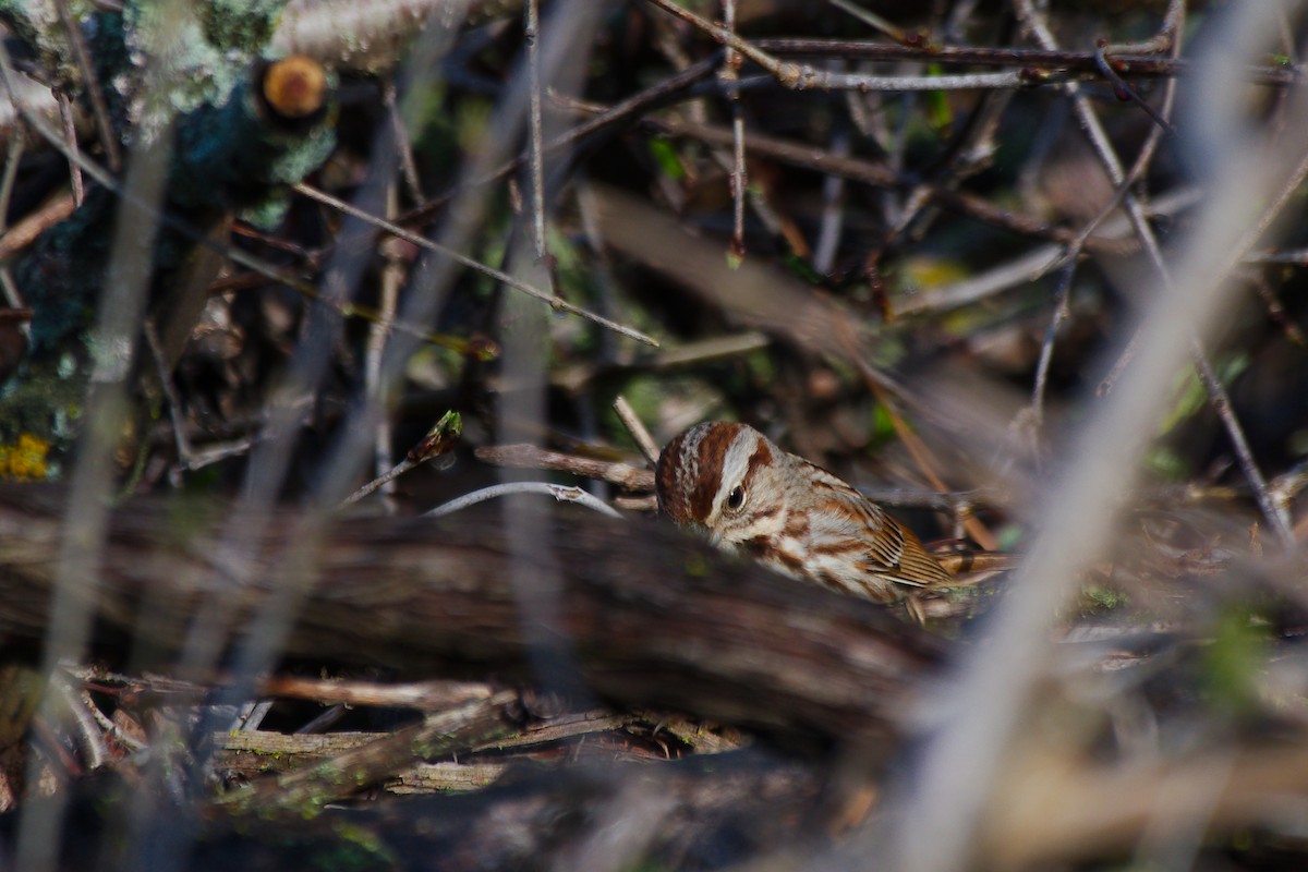 Song Sparrow - Rick Beaudon