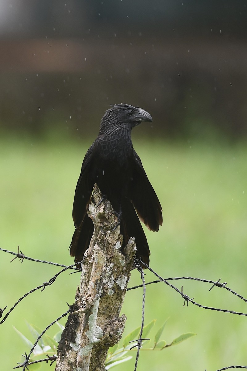 Groove-billed Ani - ML618081933