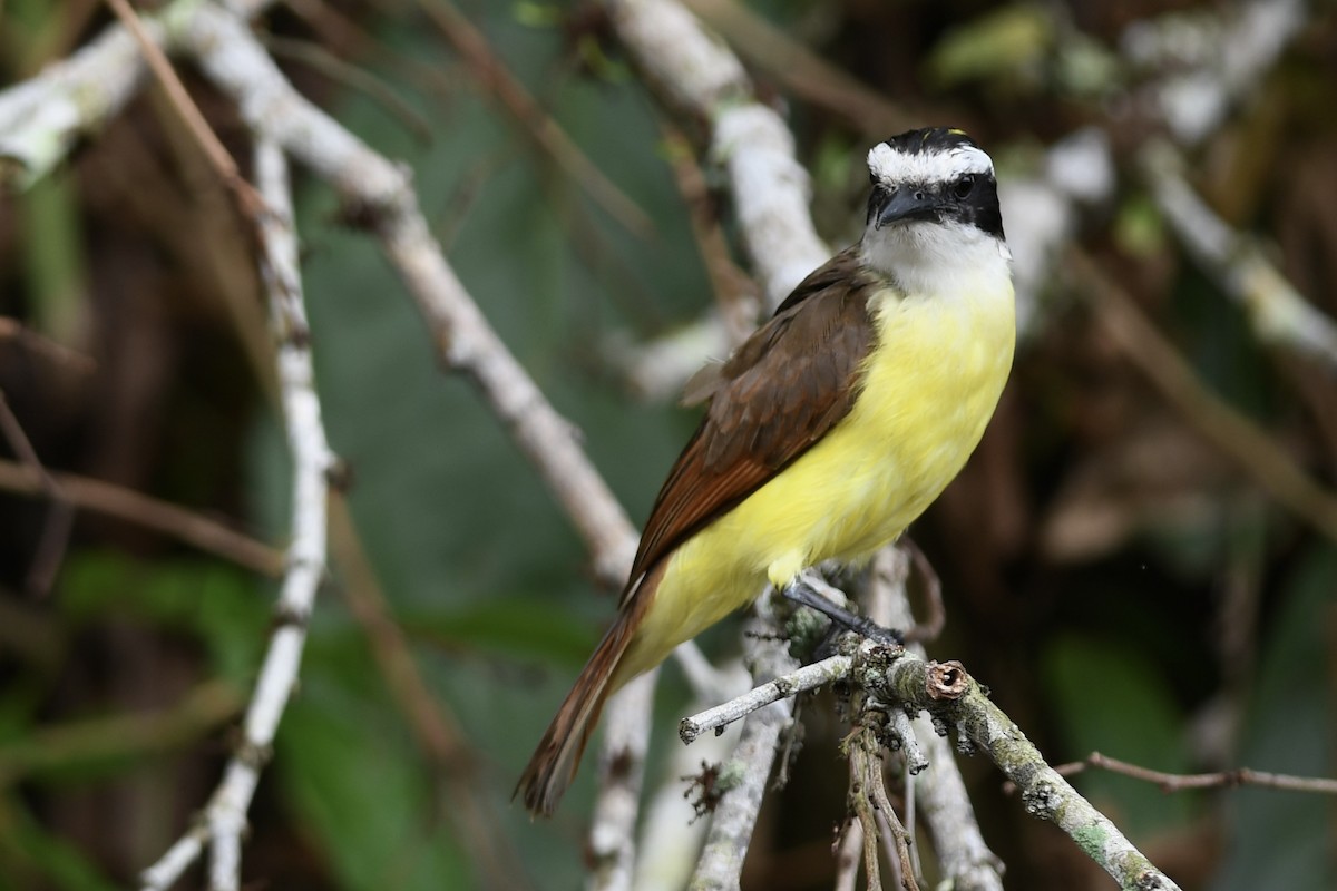 Great Kiskadee - ML618081956