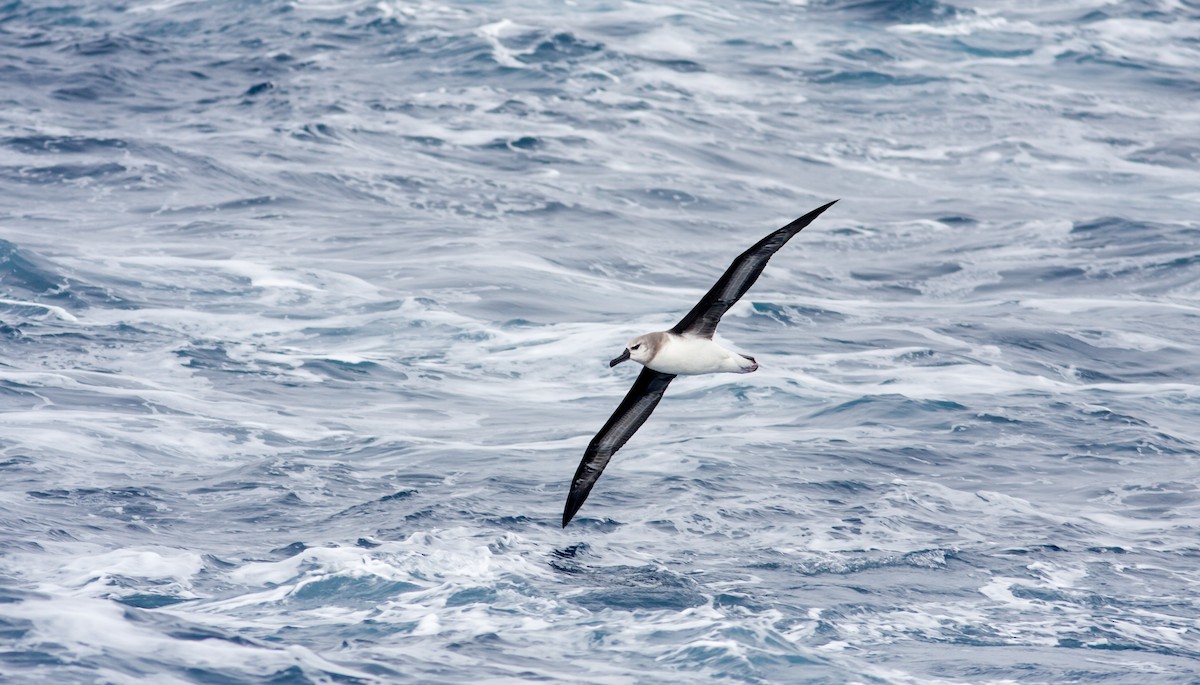 Albatros Cabecigrís - ML618081961