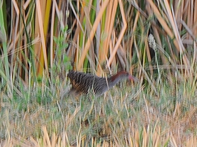 Slaty-breasted Rail - ML618082015