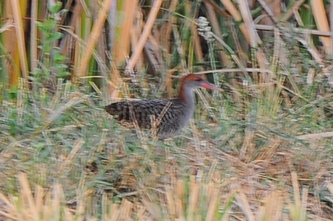 Slaty-breasted Rail - ML618082016