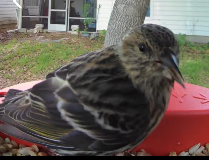 Pine Siskin - ML618082019