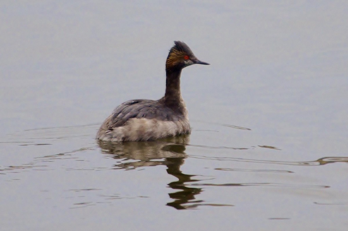 Eared Grebe - Joanne Muis Redwood