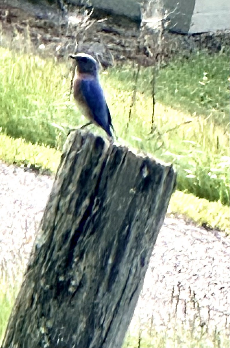 Eastern Bluebird - Leslie Ferree