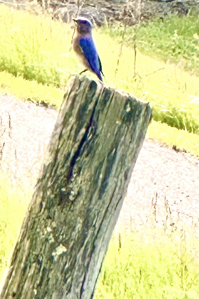 Eastern Bluebird - Leslie Ferree