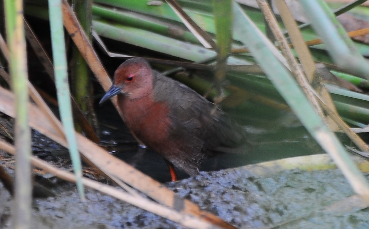 Ruddy-breasted Crake - JOE M RAJA