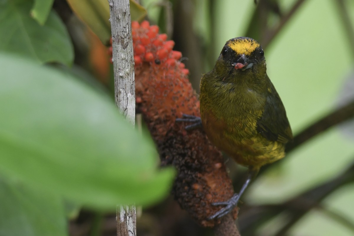 Olive-backed Euphonia - ML618082049