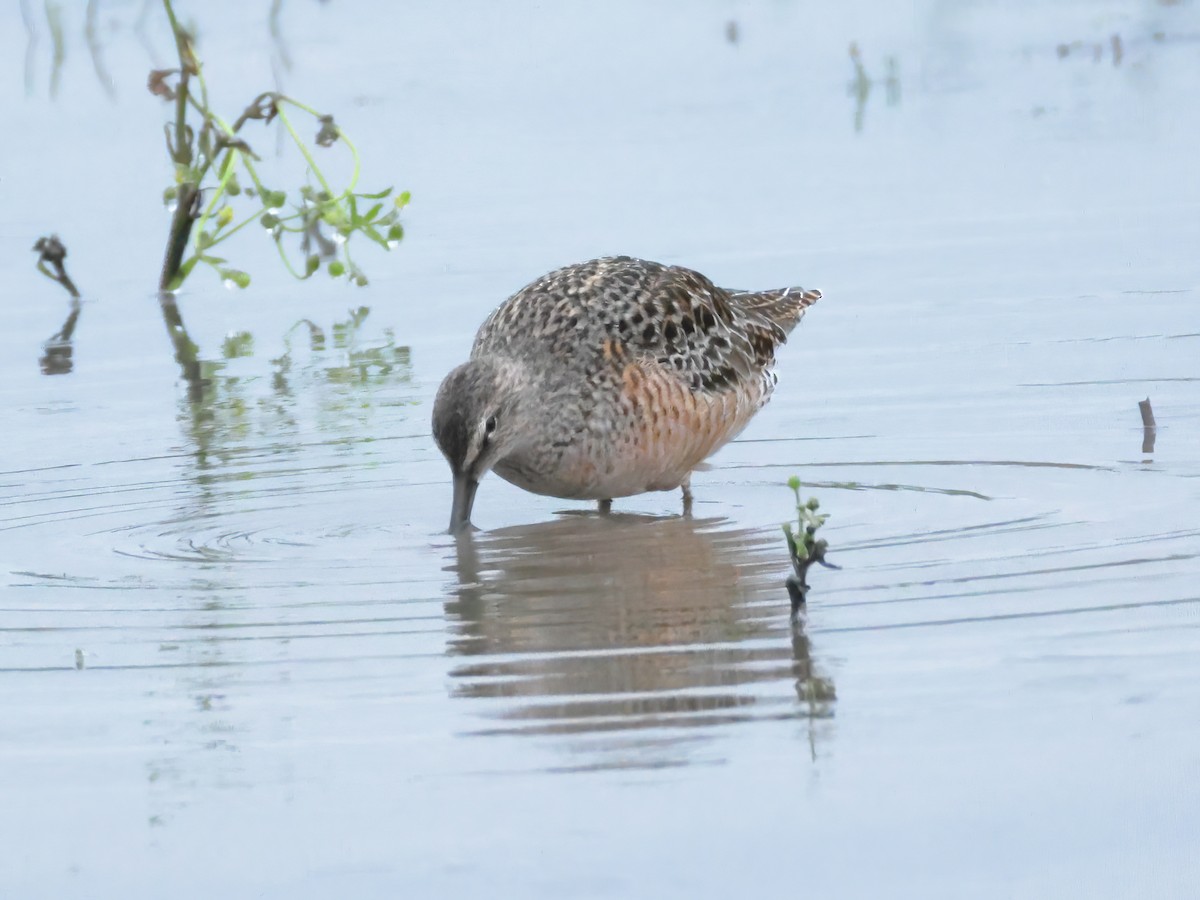 Long-billed Dowitcher - ML618082052