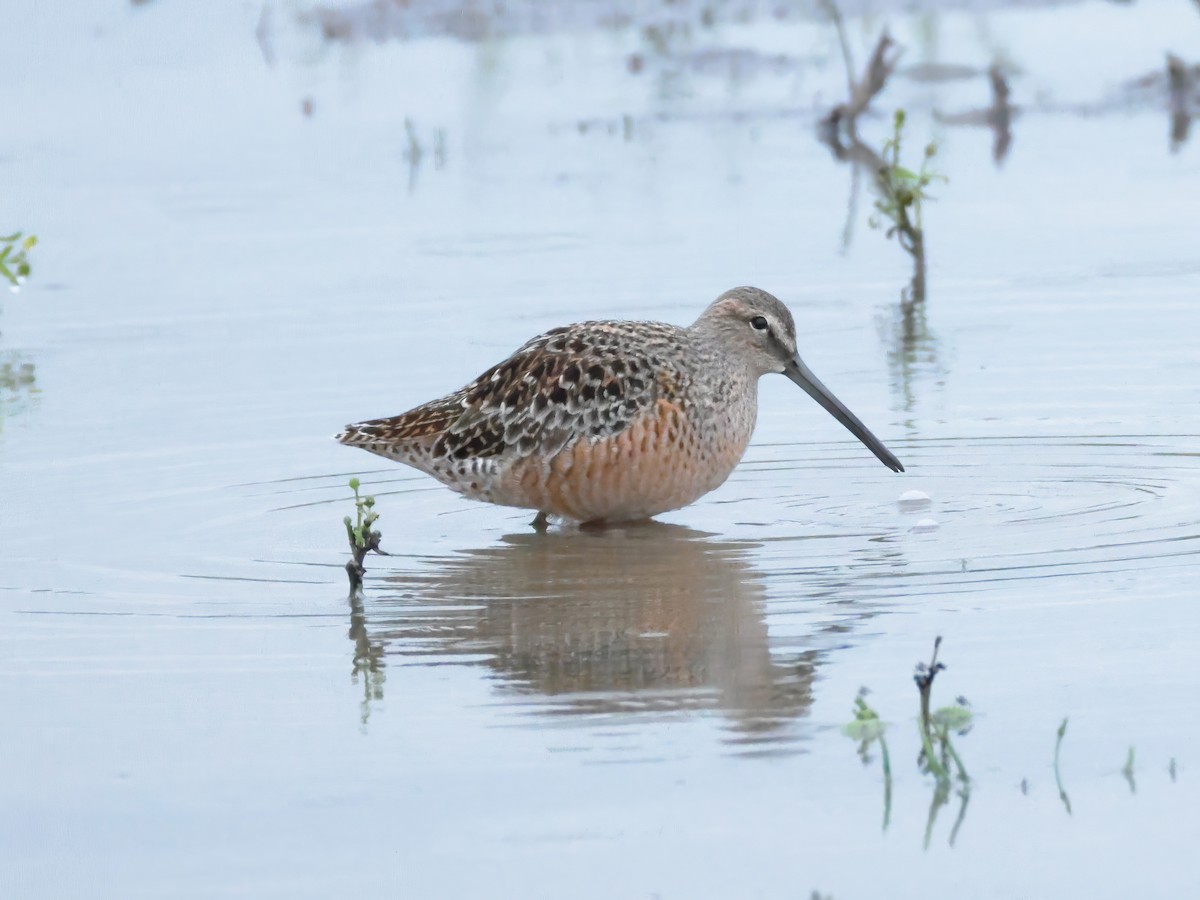 Long-billed Dowitcher - ML618082053